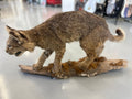 Bobcat Trophy Mount