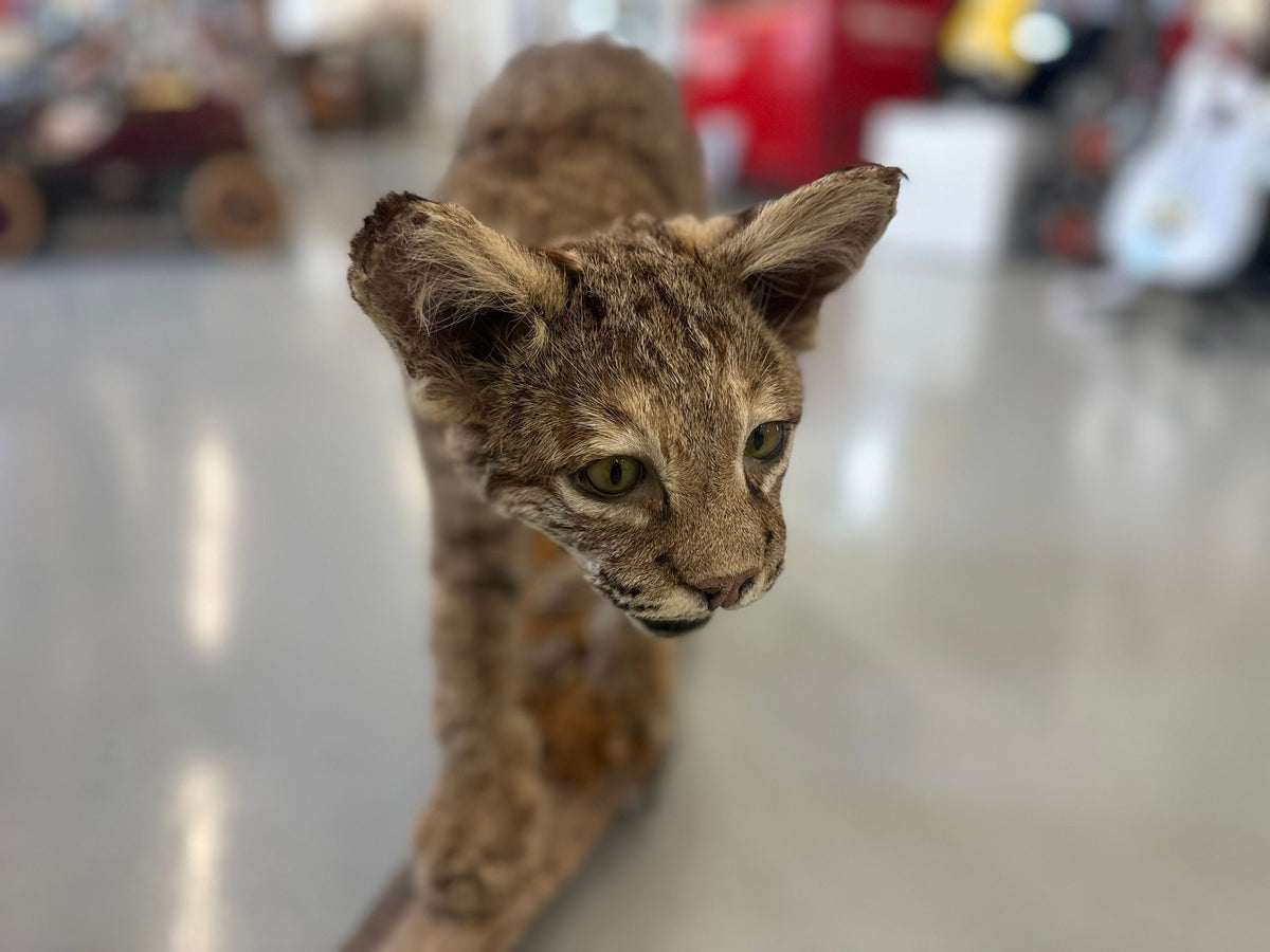 Bobcat Trophy Mount