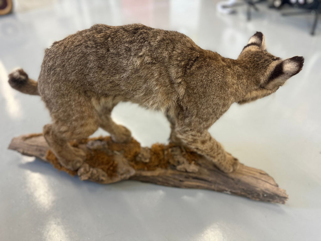 Bobcat Trophy Mount