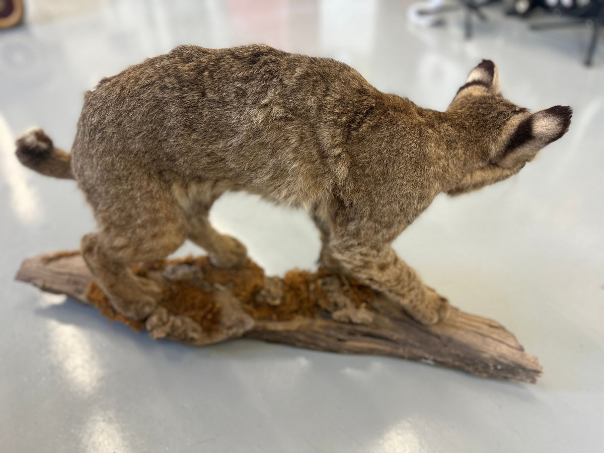 Bobcat Trophy Mount