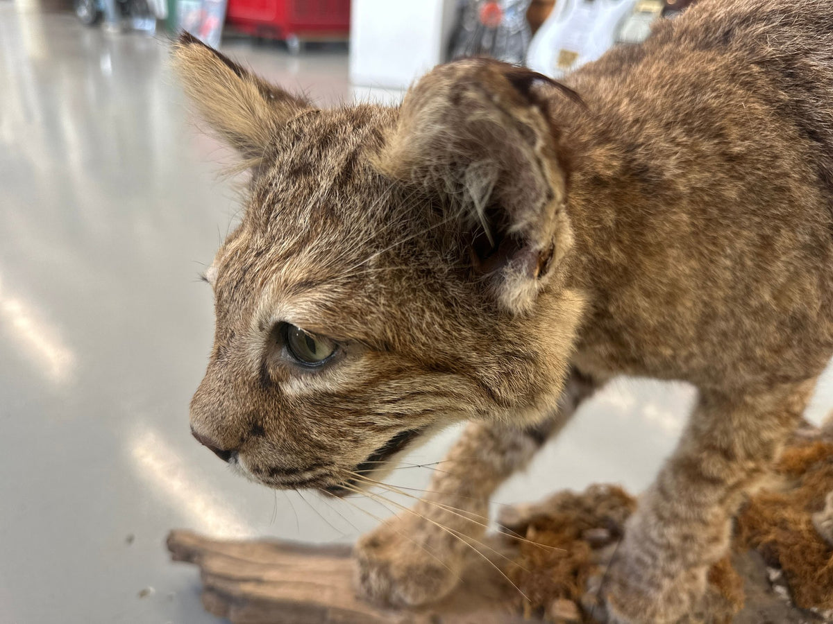 Bobcat Trophy Mount