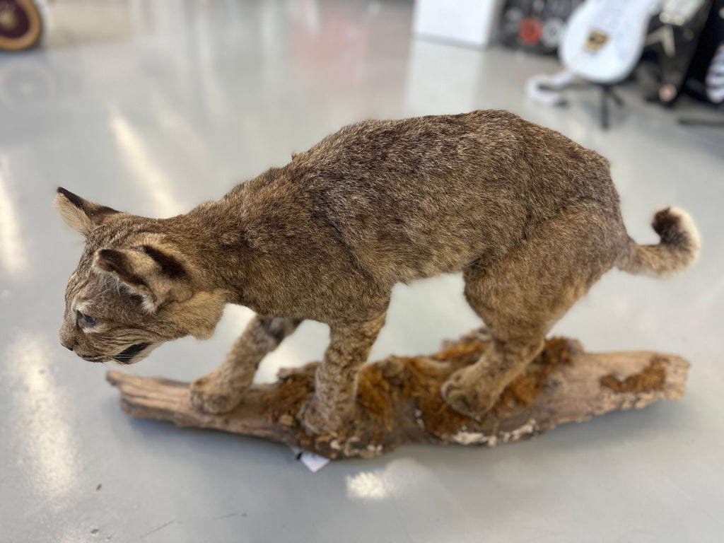 Bobcat Trophy Mount