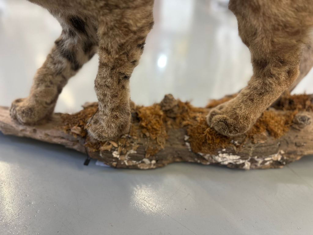 Bobcat Trophy Mount