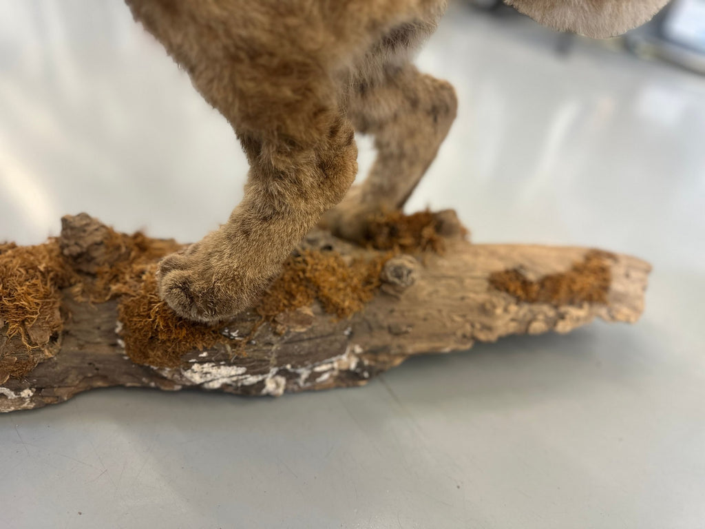 Bobcat Trophy Mount