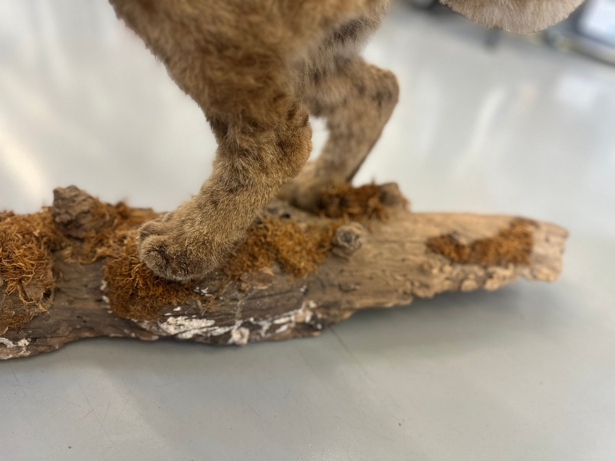Bobcat Trophy Mount